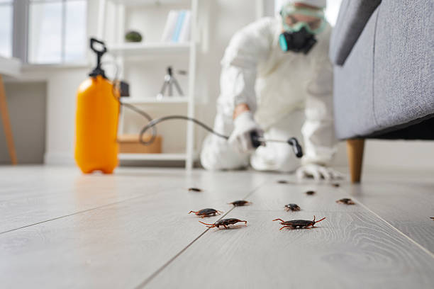 Post-Treatment Bed Bug Interceptor Monitoring in Hyde Park